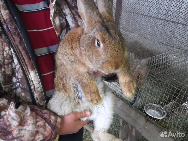 Кролики мясных пород