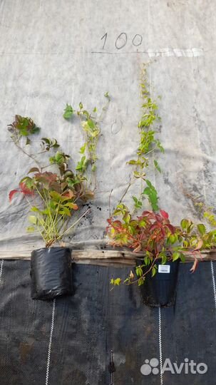 Виноград Энгельмана С2