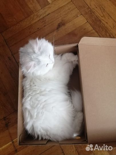 Кошка в дар