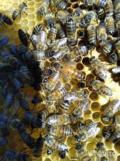 Пчела Матки карника кордован