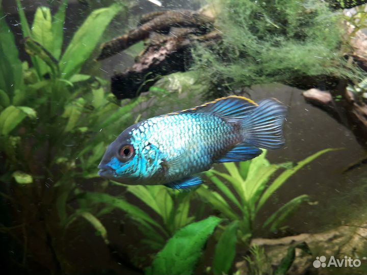 Наннакара блю