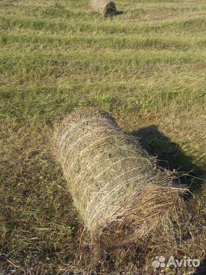 Продам сено в рулонах