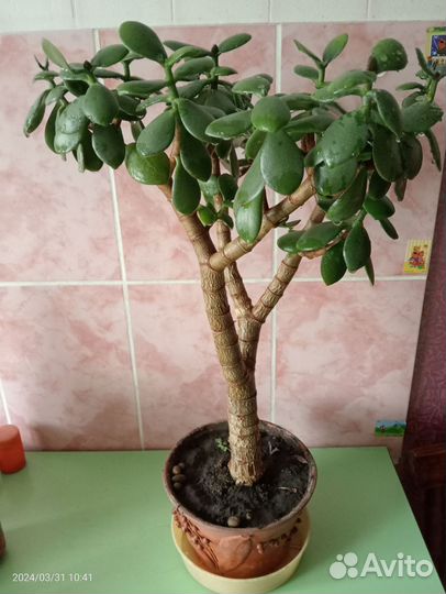 Цветок толстянка