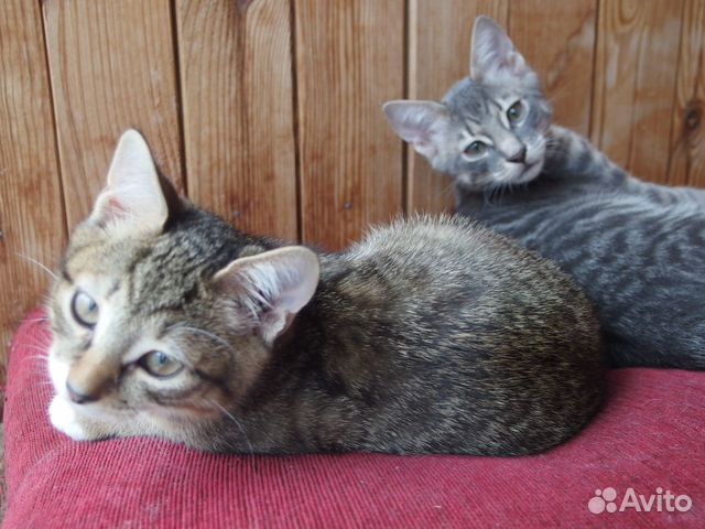 Котята от домашней кошки ищут семью(2-3 месяца) объявление продам