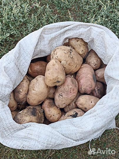 Продам картофель
