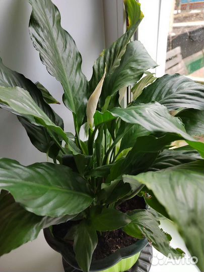 Спатифиллум