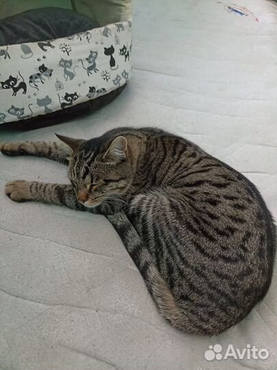 Котик в дар