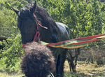 Карачаевский конь