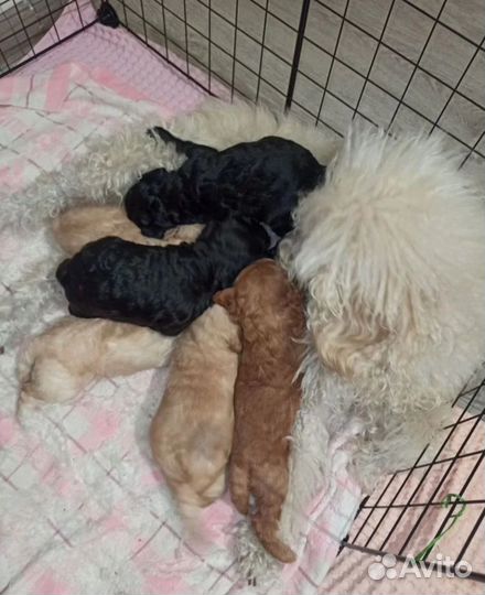 Карликовый пудель