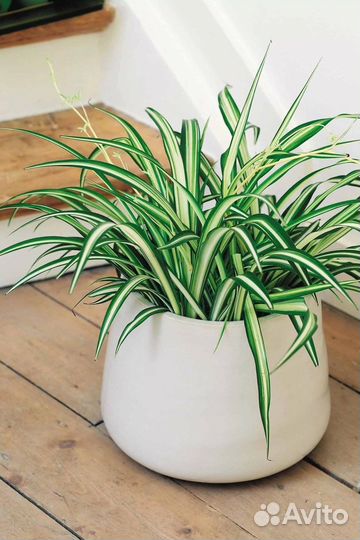 Цветок Хлорофитум отводки