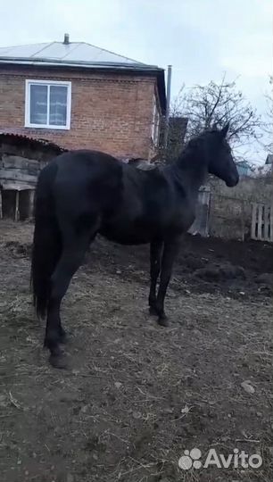 Лошадь кобылка