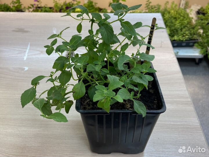 Мята 10 сортов