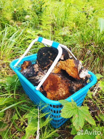 Березовый гриб чага