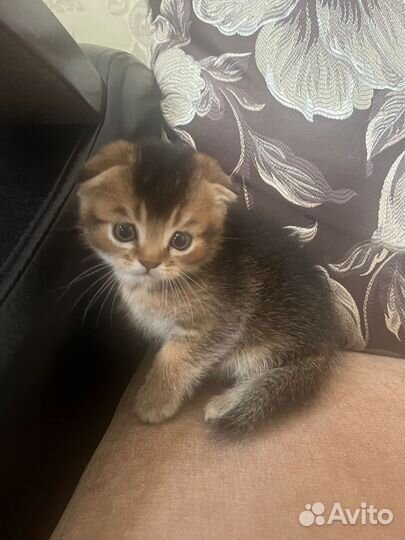 Шотландские котята
