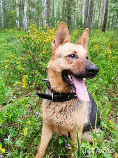 Немецкая овчарка в добрые руки