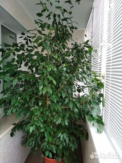 Фикус бенджамина