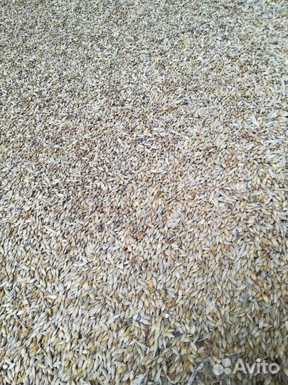 Ячмень, пшеница