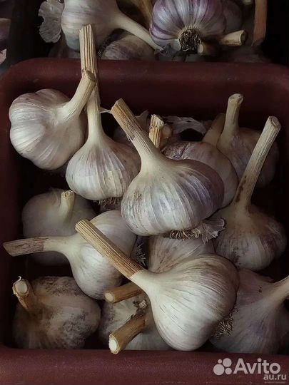 Чеснок