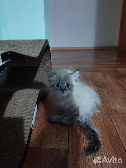 Особенный котёнок