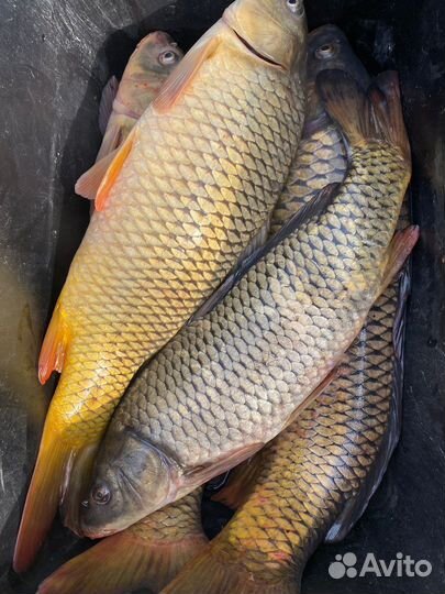 Рыбалка в Астрахани