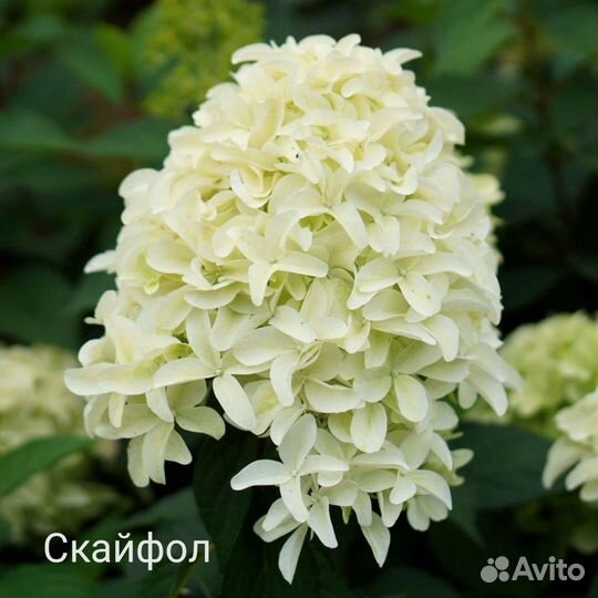 Гортензия метельчатая