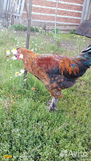 Молодые петухи