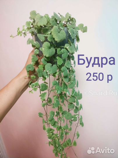Будра вариегатная