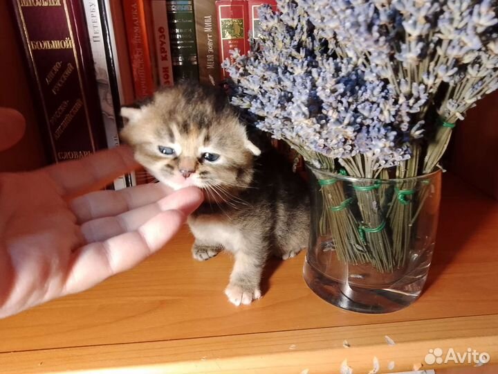 Котята британские вислоухие бэйби фэйс