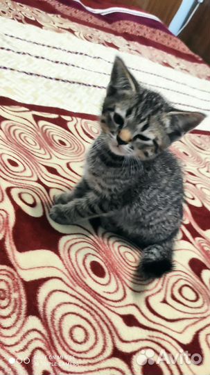 Британские котята бесплатно