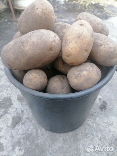 Картофель, морковь свёкла