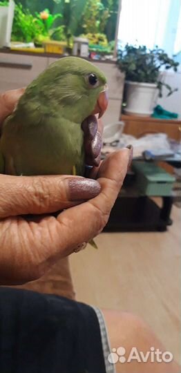 Ожереловый попугай птенцы