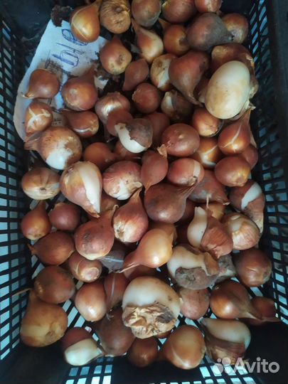 Желтые тюльпаны