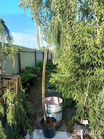 Лиственница японская Стифф Випер штамб 200см