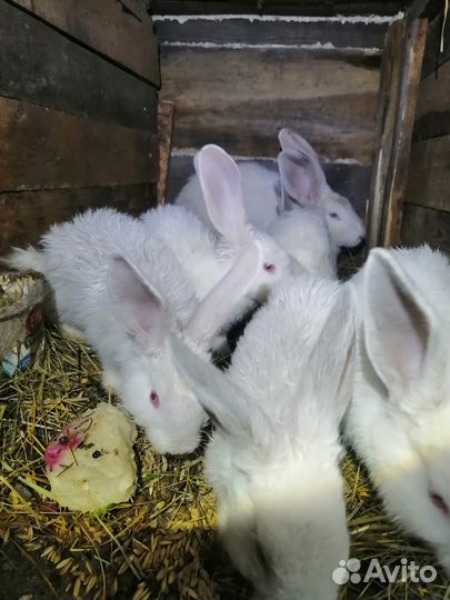 Продаю кроликов