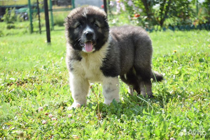 Щенки кавказской овчарки