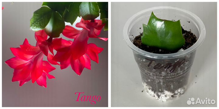 Шлюмбергеры сортовые