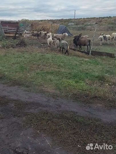 Овцы бараны матки ягнята