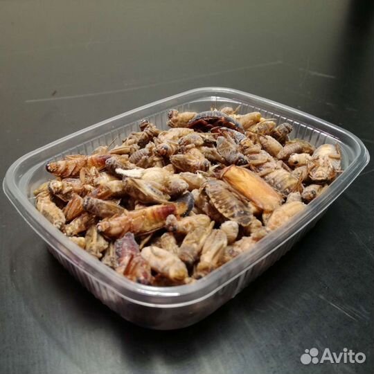 Замороженный корм для ящериц, птиц, лягушек