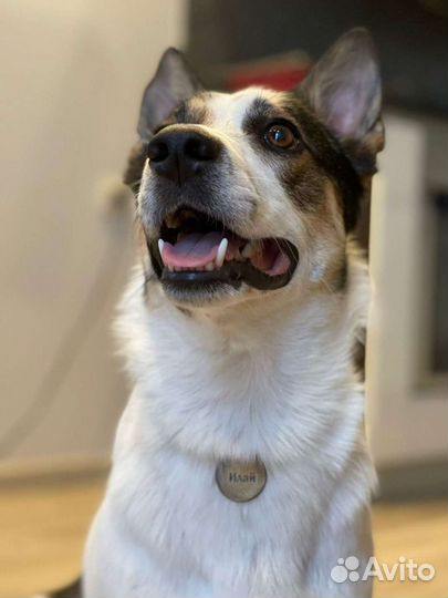 Адресники для собак и кошек