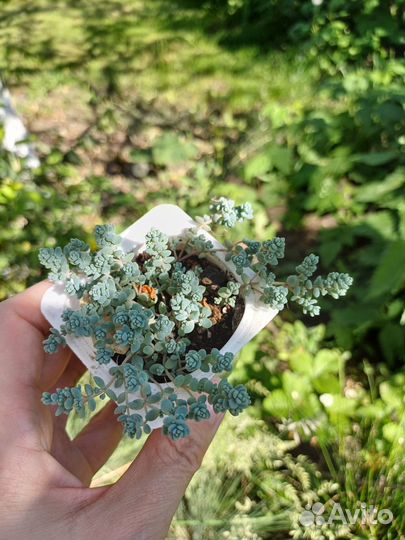 Суккуленты