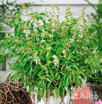 Базилик Свежесть (для выращивания в горшках) (0,1