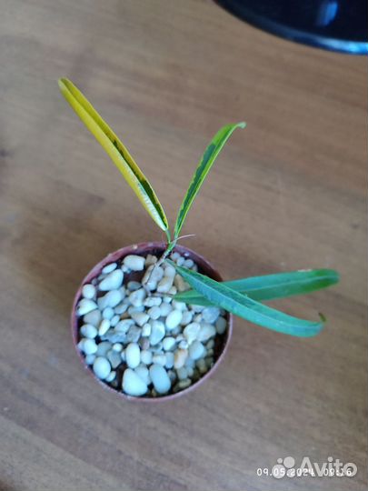 Фикус али голд