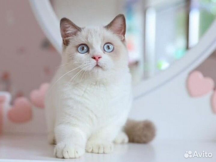 Британский мальчик Биколор Лиловый