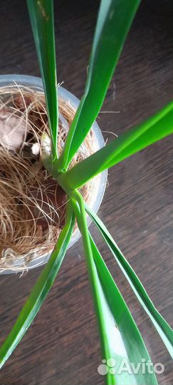 Детка орхидеи ванда