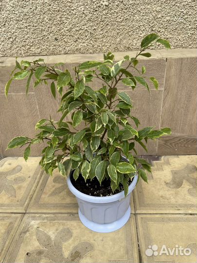 Фикус Бенжамина