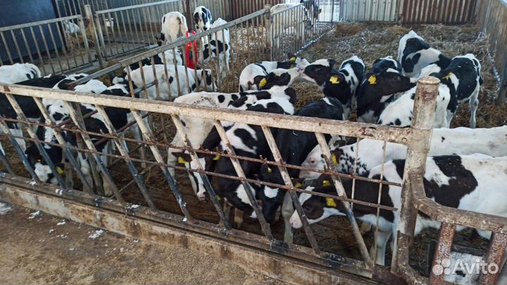 Бычки Без посредников