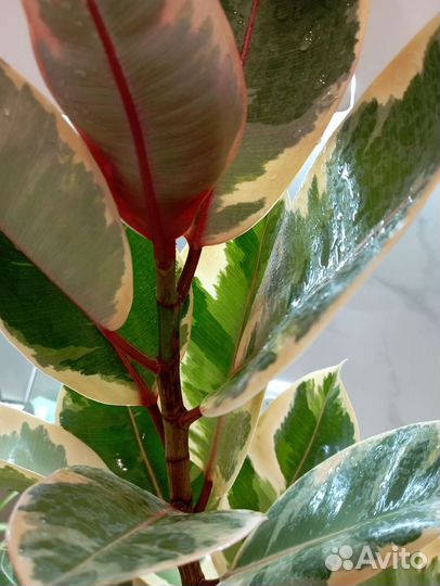 Фикус эластика тинеке вариегатный