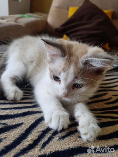 Котенок (мальчик)