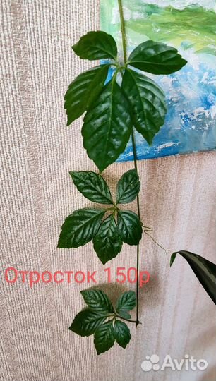 Комнатные растения цветы