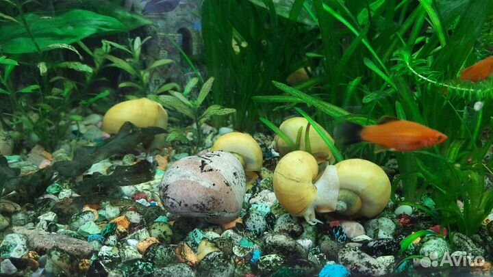 Улитки ампулярии